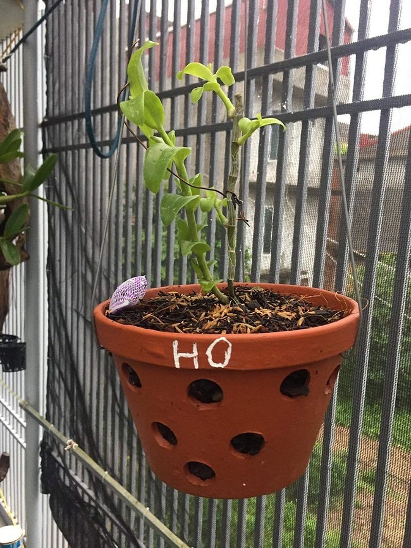 Một trong những cây lan quý hiếm của Vũ Thế Vương