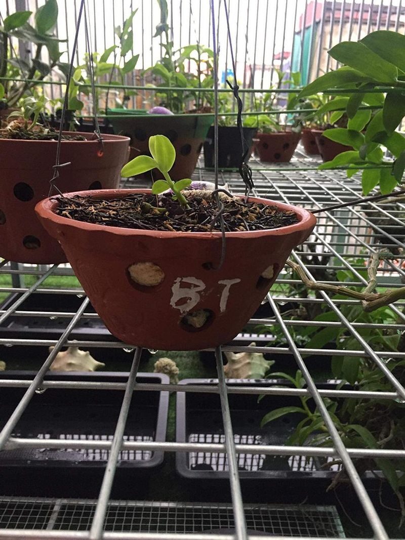 Vườn lan của Vũ Thế Vương